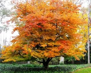 Parrotia persica