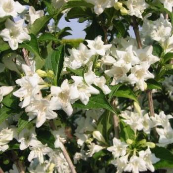 Weigélia - Weigela Candida Weigélia - Weigela Candida