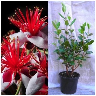 Goyavier du Brésil : Feijoa sellowiana