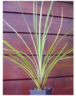 Cordyline Australis