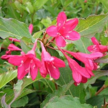 Weigélia - Weigela Red Prince Weigélia - Weigela Red Prince