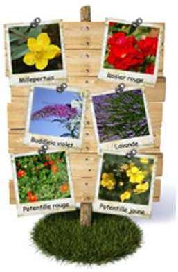 Haie basse fleurie tons fonces Le KIT de 12 plante
