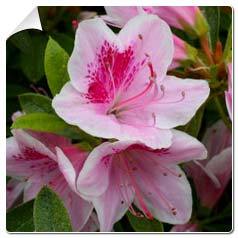 Azalée japonaise Ho Oden / Azalea japonica Ho Od