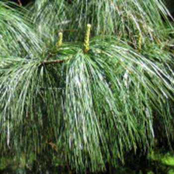 Pin pleureur de lHimalaya / Pinus wallichiana