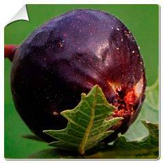 Figuier Ice Crystal / Ficus carica Ice Crystal