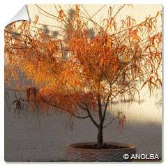 Erable du Japon Koto no ito / Acer palmatum Koto