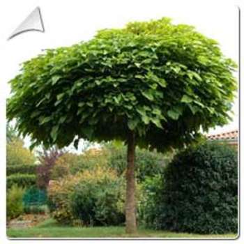 Catalpa boule / Catalpa bungei