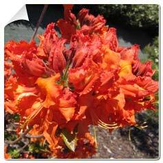 Azalée mollis Gibraltar / Azalea mollis Gibralta