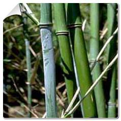Bambou Phyllostachys bissetii / Phyllostachys biss