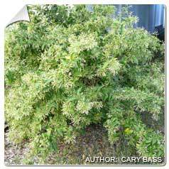 Jasmin de nuit / Cestrum nocturnum