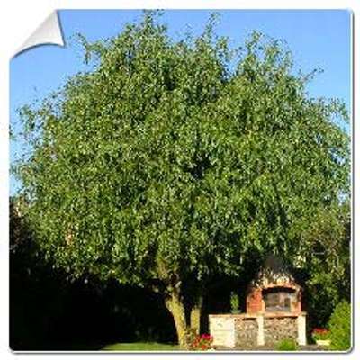 Saule pleureur tortueux / Salix babylonica pek. to