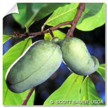 Asiminier trilobé Paw paw / Asimina triloba