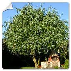 Saule pleureur tortueux / Salix babylonica pek. to