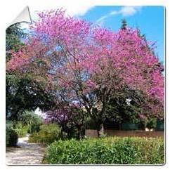 Arbre de Judée / Cercis siliquastrum
