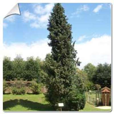 Cyprès de Lawson / Chamaecyparis lawsoniana