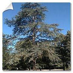 Cèdre du Liban / Cedrus libani