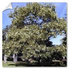 Sophora du Japon / Sophora japonica