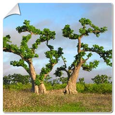 Baobab / Adansonia digitata