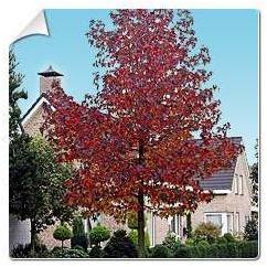 Copalme dAmérique, Liquidambar / Liquidambar styr