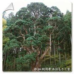 Cèdre du Japon / Cryptomeria japonica