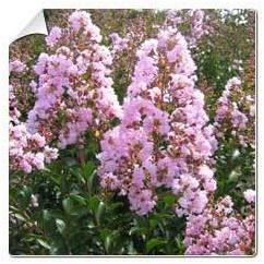 Lilas dété rose / Lagerstroemia indica rose
