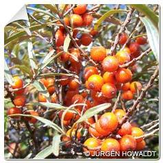 Argousier / Hippophae rhamnoides