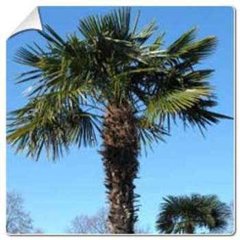 Palmier chanvre / Trachycarpus fortunei