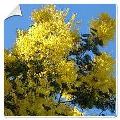 Mimosa Gaulois Astier / Acacia dealbata Gaulois