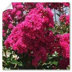 Lilas dété rose fuchsia / Lagerstroemia indica ro