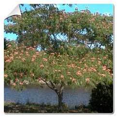 Albizia julibrissin Ombrella / Albizia julibriss