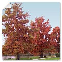 Cyprès chauve / Taxodium distichum