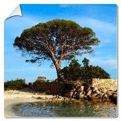 Pin parasol / Pinus pinea