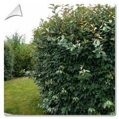 Elaeagnus ebbingei / Elaeagnus ebbingei