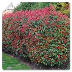 Photinia fraseri Red Robin / Photinia fraseri Re