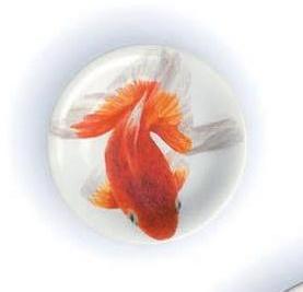 TWS Kingyo - 6 petites assiettes - white/fish illu
