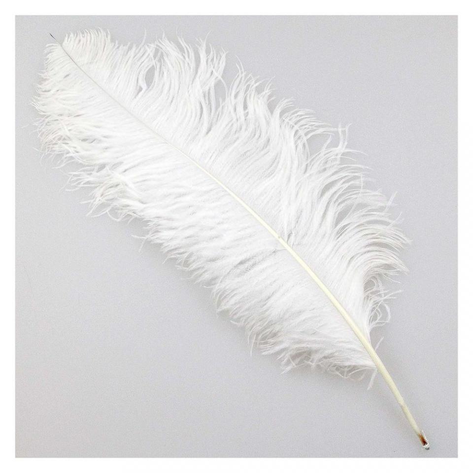 Plume blanche dautruche - Tailles diverses