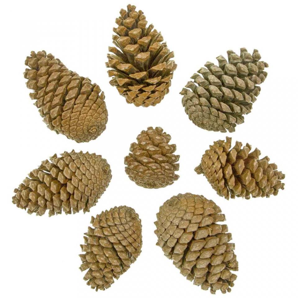 Pommes de pin maritime - Lot de 10