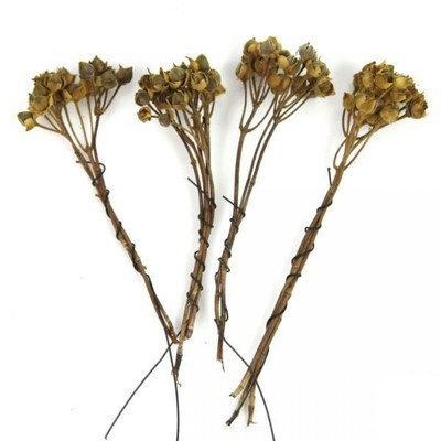 Branches dasar - Lot de 4