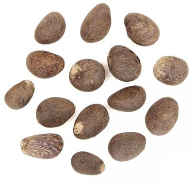 Graines de noix de tagua - Lot de 3