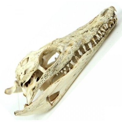 Crâne squelette de crocodile nicoticus - Tailles d