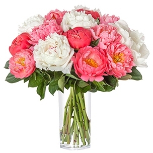 15 PIVOINES