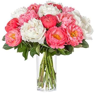 20 PIVOINES