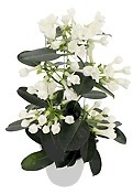 Jasmin de Madagascar