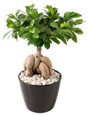 Ficus ginseng Ficus ginseng