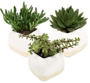Plantes grasses Plantes grasses