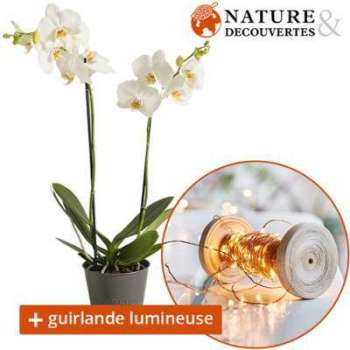 Orchidée et sa guirlande lumineuse Nature Découvertes Orchidée et sa guirlande lumineuse
