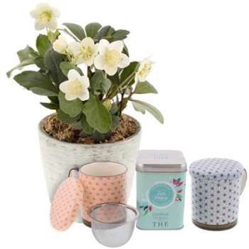 Hellebore en pot et son thé zen detox Le Comptoir français Hellebore en pot et son thé