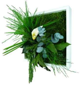 Tableau nature Mono avec plantes stabilisées
