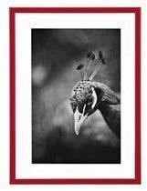 Cadre aluminium pour exposition - 40 x 50 cm rouge Cadre aluminium pour exposition