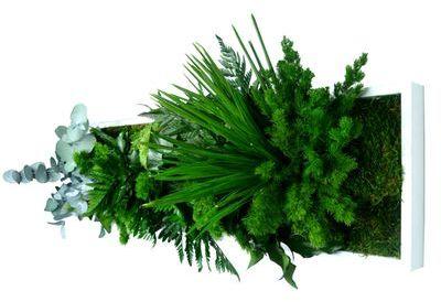 Tableau nature Panoramic avec plantes stabilisées 20x72cm Tableau nature Panoramic avec